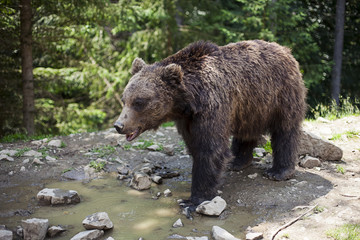 Wild big male brown bear