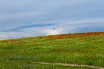 Obraz premium green field with poppies and sky with clouds for background