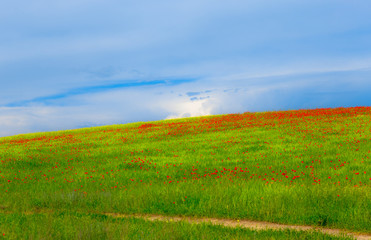 Obraz premium green field with poppies and sky with clouds for background