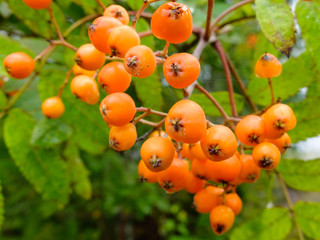 Ripening Rowan berries grow in clusters on the tree. Useful edible berries rich in vitamins. Harvest of wild fruits.