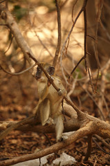 monkey sitting near branches in the forest