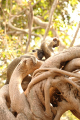 monkey - mother and baby on a big tree