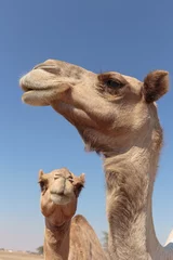 Crédence de cuisine en verre imprimé Chameau camels in the desert