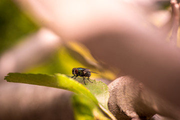 Housefly sunning on a leaf