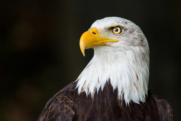 bald eagle (Haliaeetus leucocephalus)
