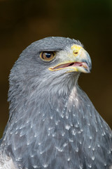 Black-chested buzzard-eagle - Geranoaetus melanoleucus