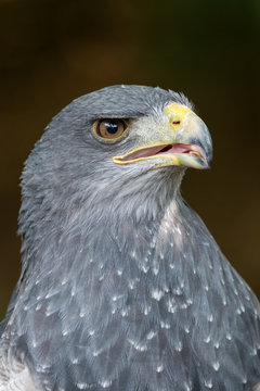 Black-chested buzzard-eagle - Geranoaetus melanoleucus