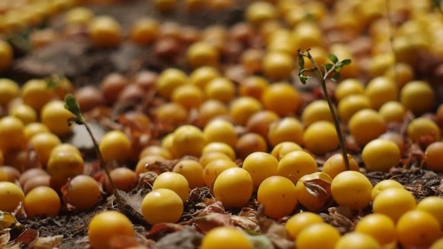 yellow plums on the ground