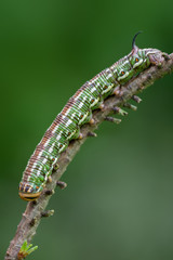 caterpillar of Sphinx pinastri