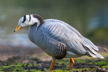 Bar-headed goose - Anser indicus © Marek R. Swadzba
