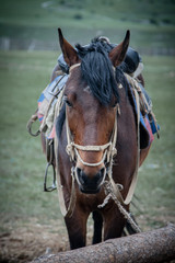 Fototapeta premium лошадь