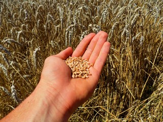 Wheat grain after harvest on human palm