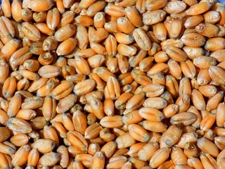 Wheat grain texture
