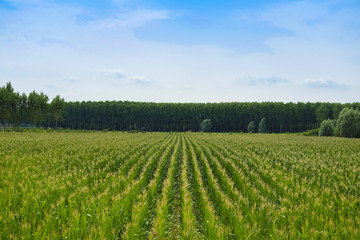 Fototapeta na wymiar Landscape with the image of corn field