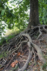 The image of roots of an old tree on the river bank