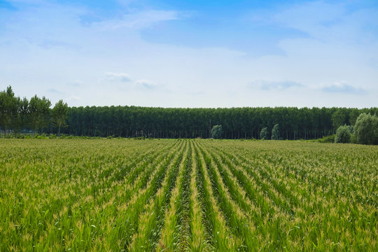 Landscape with the image of corn field