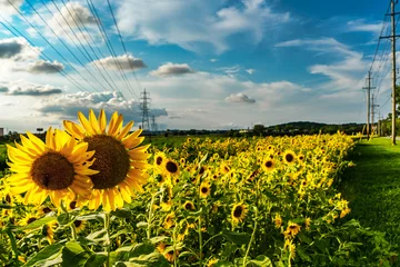 Poster de jardin Tournesol Field of sunflowers