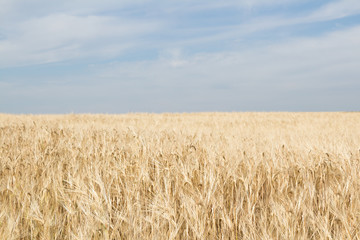 Field of ripe yellow wheat on a blue sky