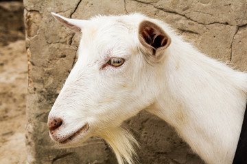 Goat in the village