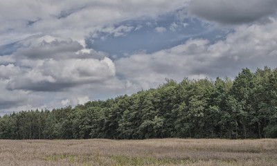 Edge Of The Forest With A Dramatic Cloudy Sky