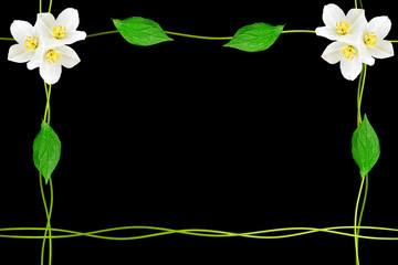  branch of jasmine flowers isolated on black background. spring