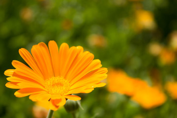 Bright marigold flower on a green background