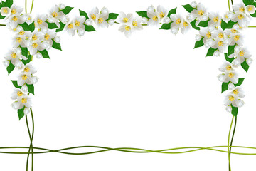 branch of jasmine flowers isolated on white background. spring