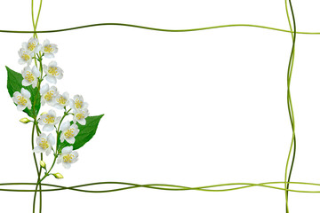  branch of jasmine flowers isolated on white background. spring