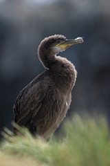 European Shag (Phalacrocorax Aristotelis)/Juvenile European Shag on rocky coastline of the Farne Islands