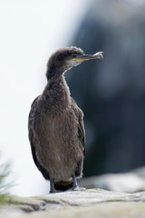 European Shag (Phalacrocorax Aristotelis)/Juvenile European Shag on rocky coastline of the Farne Islands
