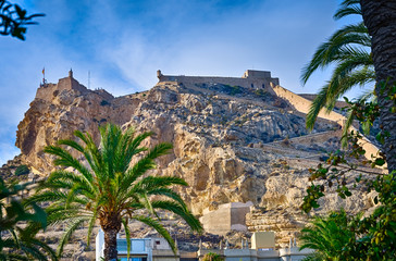 Obraz premium Green palm trees with Santa Barbara castle of Alicante on the background, Spain