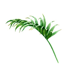 Palm leaf on White