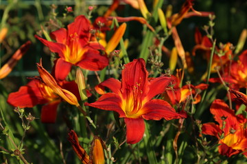 Taglilie Hemerocallis