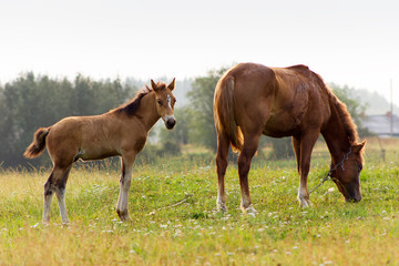 Naklejka na ściany i meble Rustic horse with foal