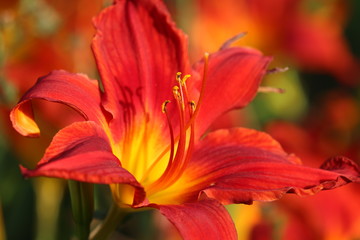 Taglilie Hemerocallis