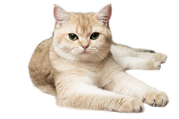 Golden shaded British shorthair, 12 months old, sitting against white background