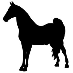 black horse silhouette. Vector animal 