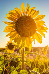 Obraz premium Sonnenblumenfeld im Sommer am frühen Abend