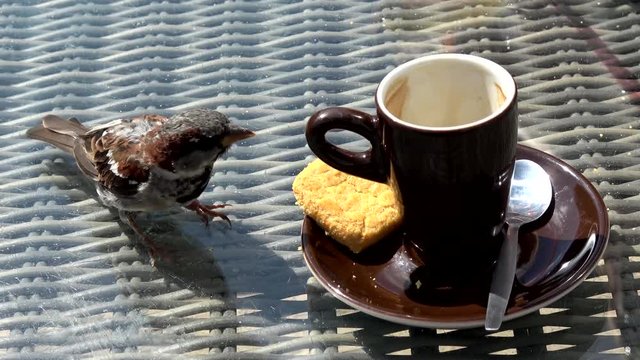 Small bird sparrow jumping on table to empty cup of coffee espresso and eating cookie on dishes saucer both dishware tableware as bird have dark brown color funny cheeky and bold little animal 4k