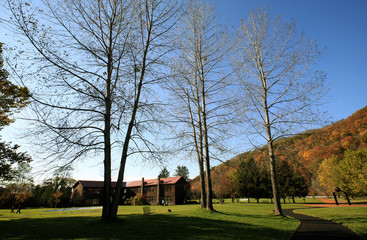 落葉高木と木造校舎