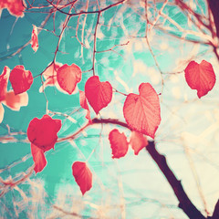 Vintage autumn leafs in a tree