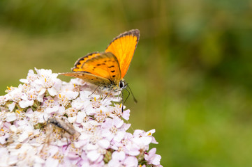 Farfalla, falena, insetto macro. Insetto macro su fiore, farfallina su fiore, polline