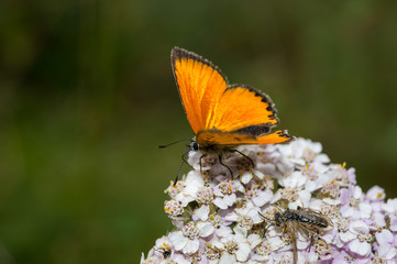 Farfalla, falena, insetto macro. Insetto macro su fiore, farfallina su fiore, polline