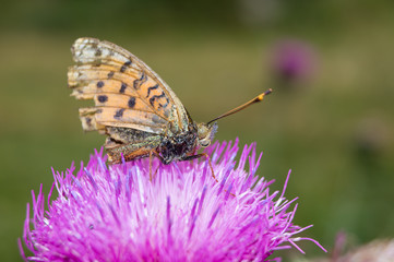 Farfalla, falena, insetto macro. Insetto macro su fiore, farfallina su fiore, polline