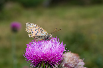 Farfalla, falena, insetto macro. Insetto macro su fiore, farfallina su fiore, polline