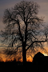 Old tree at sunset
