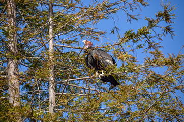 Endangered American Condor sitting on a pine tree on California coast on Route 1 (SR 1) near Big...