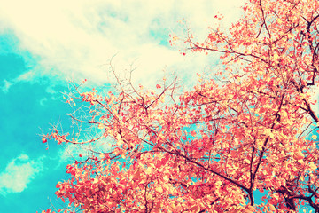 Fototapeta na wymiar Vintage autumn leafs in a tree