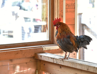 Miniature Rooster