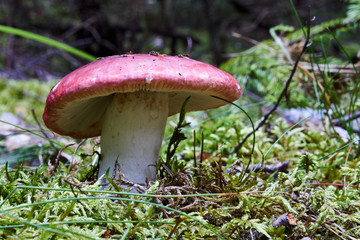 Poisonous mushroom toadstool growing in moss in the forest